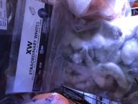 Uncooked Shrimp